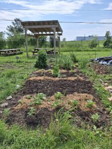 A rectangular garden plot with rows of sprouts in the foreground and larger plants further back in the plot. There is a gazebo and picnic table behind the garden plot.
